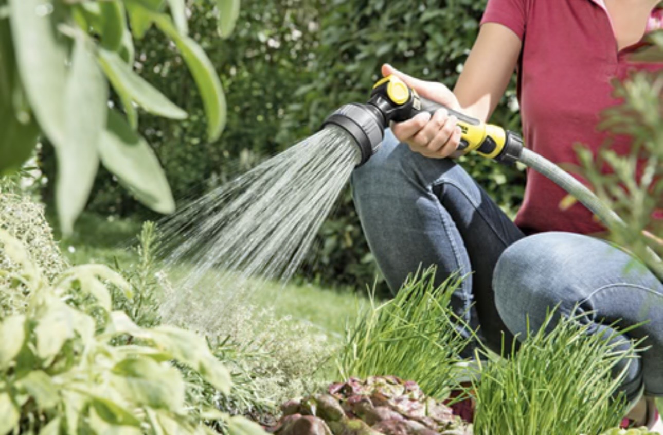 Healthy florida grass